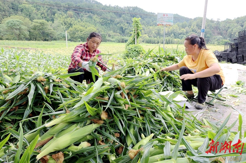 玉米丰收 农户增收