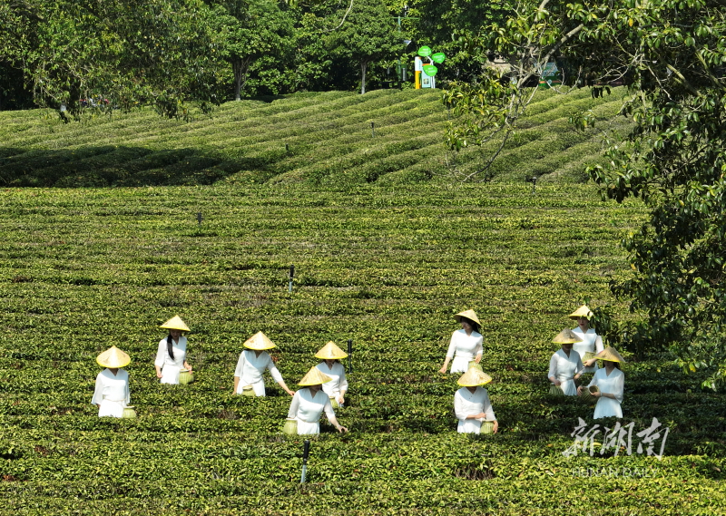 茶香引来八方客