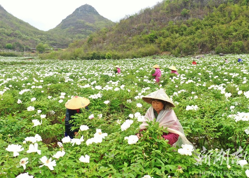 牡丹花开助增收