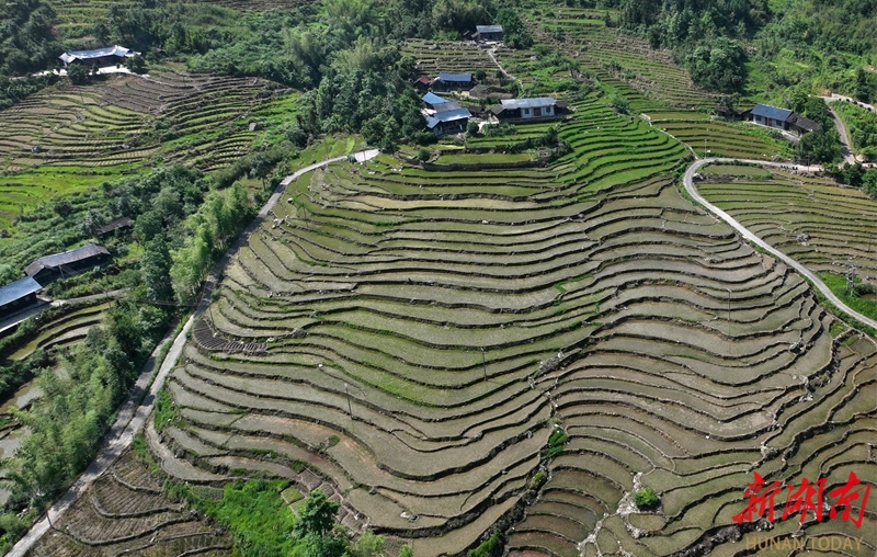 层层梯田 生机盎然